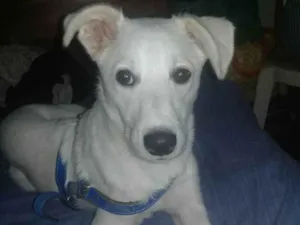 Cachorro raça SRD-ViraLata idade 7 a 11 meses nome Kratos 