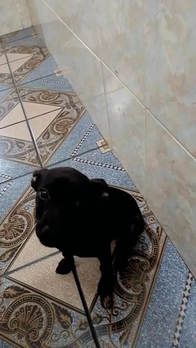 Cachorro ra a SRD-ViraLata idade 2 a 6 meses nome Lua