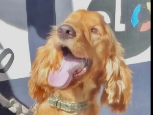 Cachorro ra a Mestico  idade 3 anos nome Rock