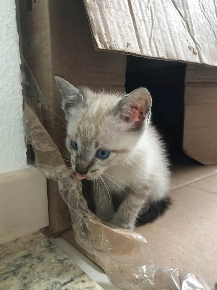 Gato ra a  idade Abaixo de 2 meses nome Sem nome