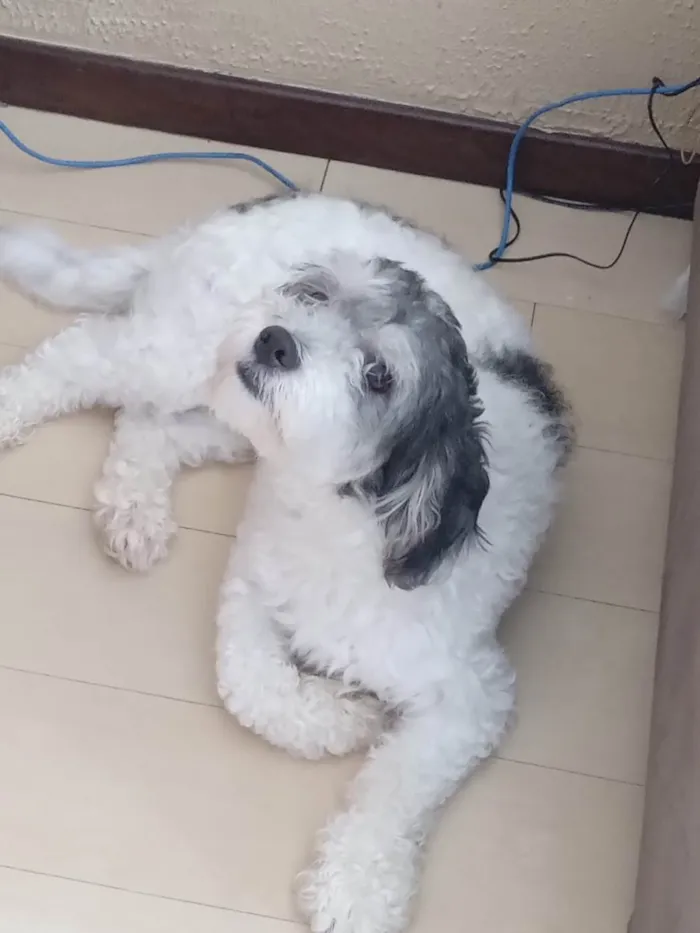 Cachorro ra a SRD-ViraLata idade 2 anos nome Marley 