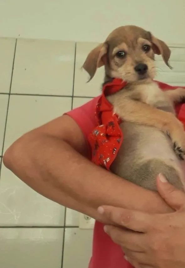 Cachorro ra a SEM RAÇA DEFINIDA  idade 2 a 6 meses nome SEM NOME 