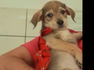 Cachorro raça SEM RAÇA DEFINIDA  idade 2 a 6 meses nome SEM NOME 