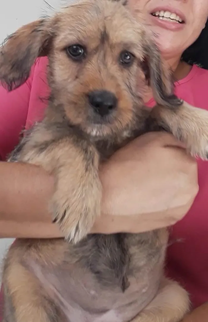 Cachorro ra a SEM RAÇA DEFINIDA  idade 2 a 6 meses nome SEM NOME 