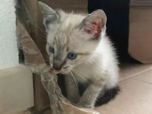 Gato raça  idade Abaixo de 2 meses nome Sem nome