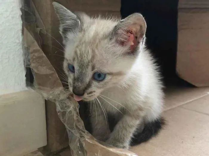 Gato ra a  idade Abaixo de 2 meses nome Sem nome