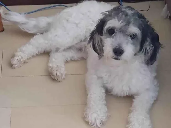 Cachorro ra a SRD-ViraLata idade 2 anos nome Marley 