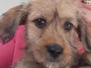 Cachorro raça SEM RAÇA DEFINIDA  idade 2 a 6 meses nome SEM NOME 