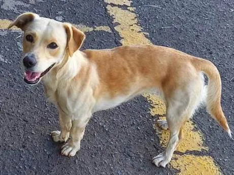 Cachorro ra a SRD-ViraLata idade 2 anos nome Tubalina