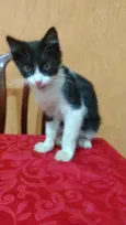 Frajolinha