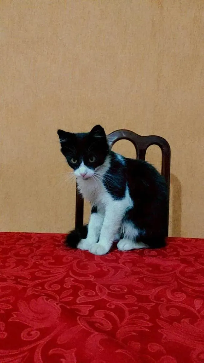 Gato ra a SRD-ViraLata idade 2 a 6 meses nome Frajolinha