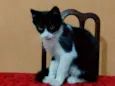 Frajolinha