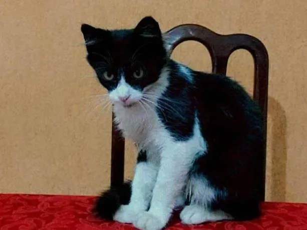Gato ra a SRD-ViraLata idade 2 a 6 meses nome Frajolinha