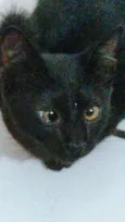 Sambi