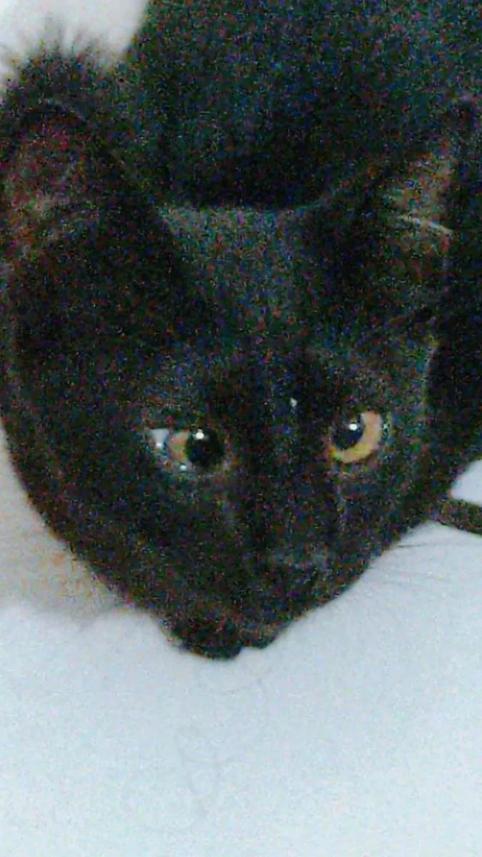 Gato ra a SRD-ViraLata idade 2 a 6 meses nome Sambi