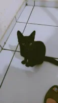 Sambi