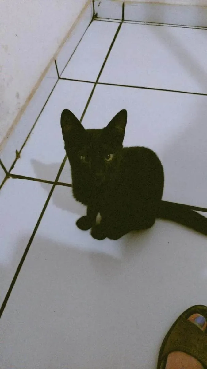 Gato ra a SRD-ViraLata idade 2 a 6 meses nome Sambi