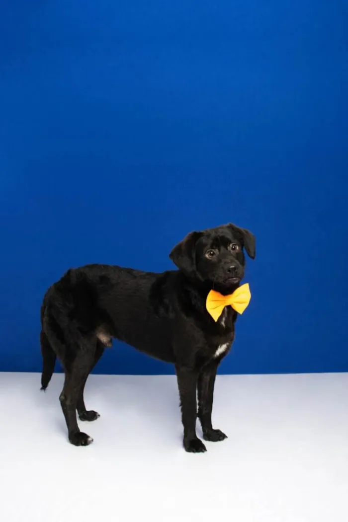 Cachorro raça SRD-ViraLata idade 2 anos nome Dudu