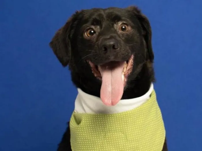 Cachorro raça SRD-ViraLata idade 2 anos nome Dudu