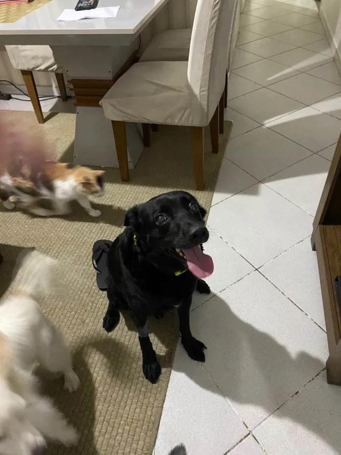 Cachorro ra a SRD-ViraLata idade 6 ou mais anos nome Scooby 