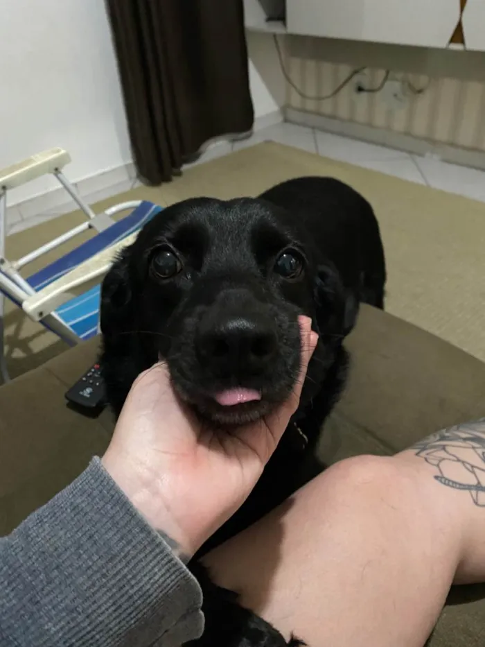 Cachorro ra a SRD-ViraLata idade 6 ou mais anos nome Scooby 