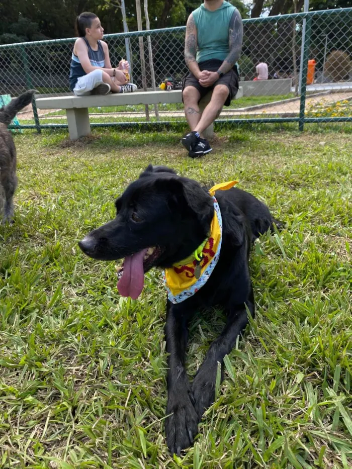 Cachorro ra a SRD-ViraLata idade 6 ou mais anos nome Scooby 
