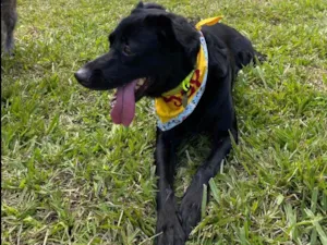 Cachorro raça SRD-ViraLata idade 6 ou mais anos nome Scooby 