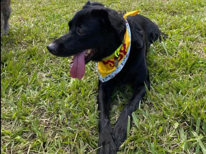Cachorro ra a SRD-ViraLata idade 6 ou mais anos nome Scooby 
