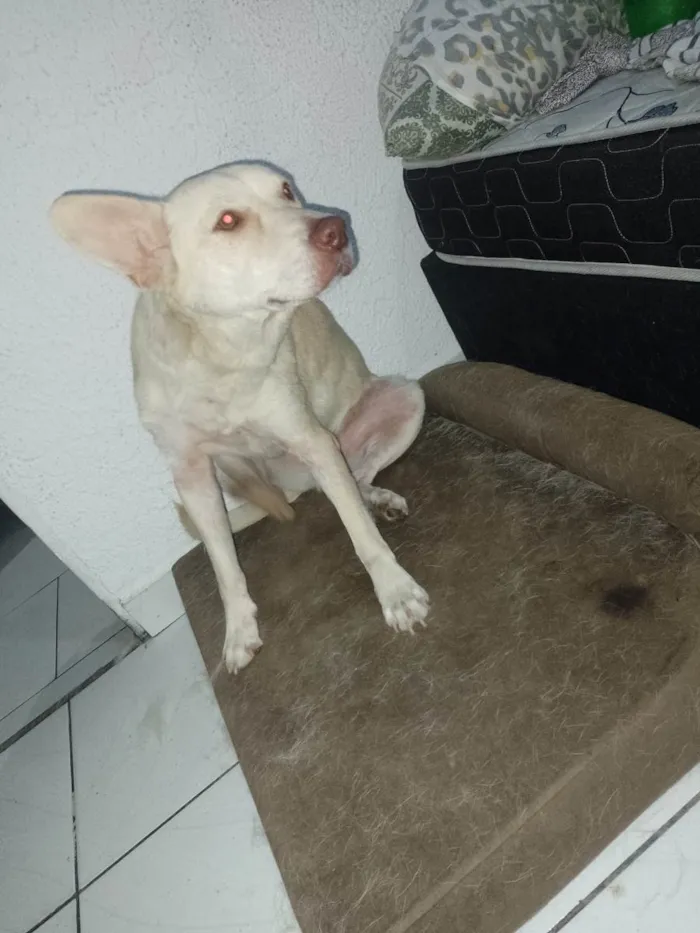 Cachorro ra a Sem raça definida  idade 3 anos nome Thor