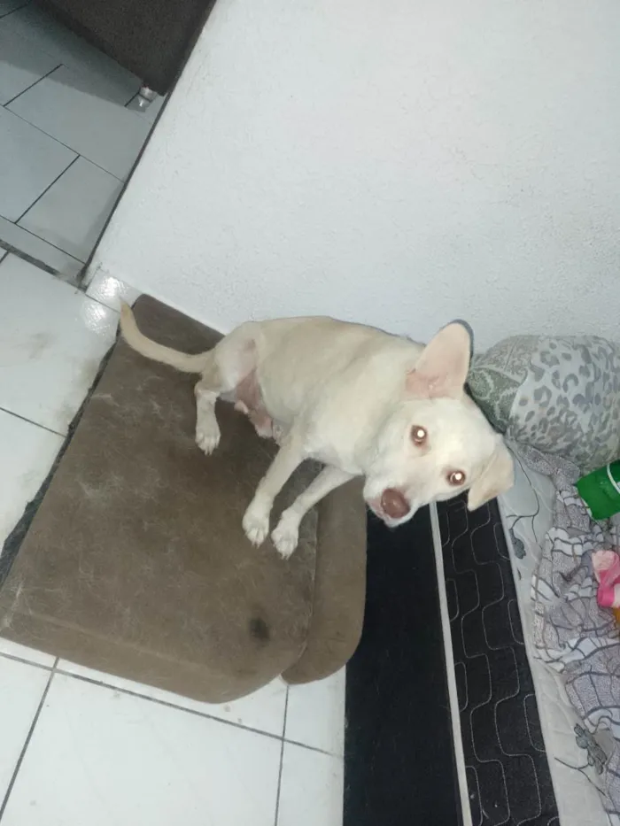 Cachorro ra a Sem raça definida  idade 3 anos nome Thor