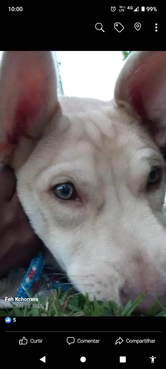 Cachorro ra a Sem raça definida  idade 3 anos nome Thor