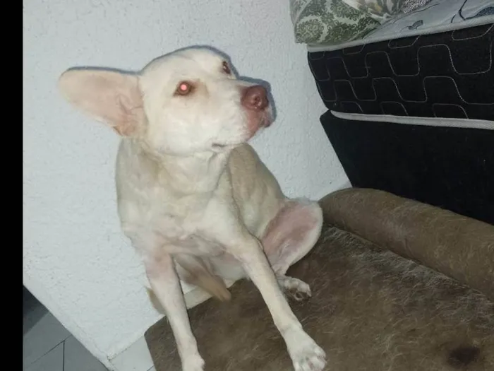 Cachorro ra a Sem raça definida  idade 3 anos nome Thor