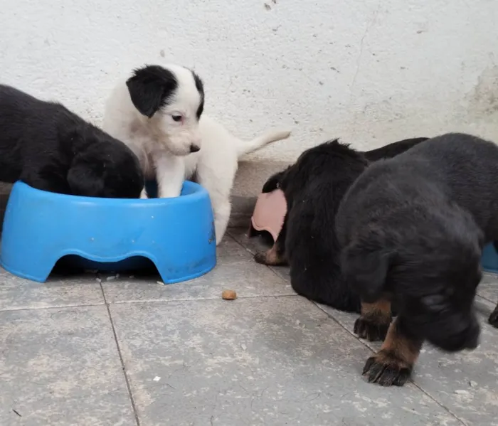 Cachorro ra a SRD-ViraLata idade Abaixo de 2 meses nome Abandonados