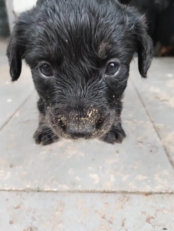 Cachorro ra a SRD-ViraLata idade Abaixo de 2 meses nome Abandonados