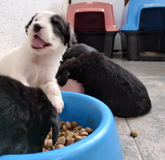 Cachorro ra a SRD-ViraLata idade Abaixo de 2 meses nome Abandonados