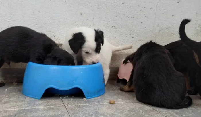 Cachorro ra a SRD-ViraLata idade Abaixo de 2 meses nome Abandonados