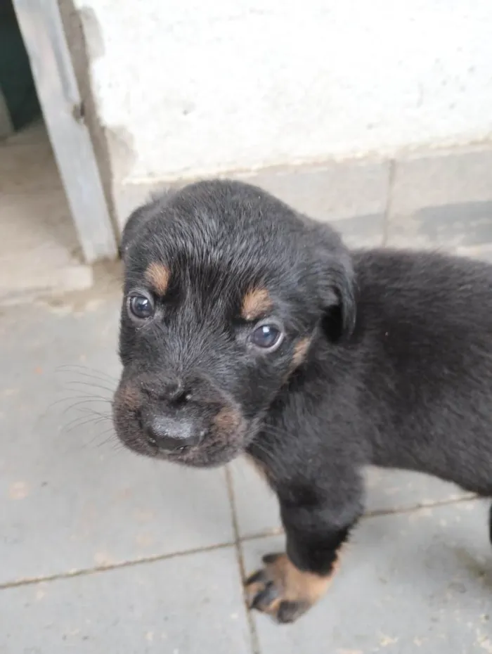 Cachorro ra a SRD-ViraLata idade Abaixo de 2 meses nome Abandonados