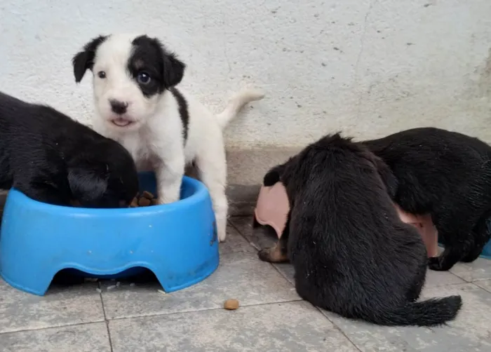 Cachorro ra a SRD-ViraLata idade Abaixo de 2 meses nome Abandonados