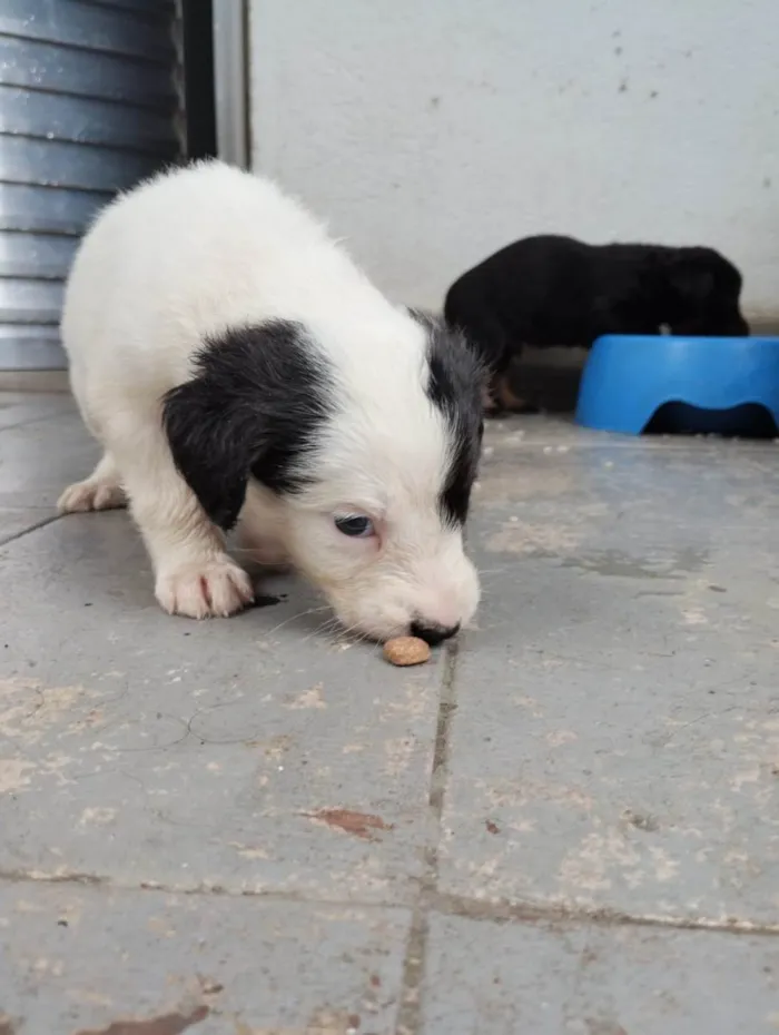 Cachorro ra a SRD-ViraLata idade Abaixo de 2 meses nome Abandonados