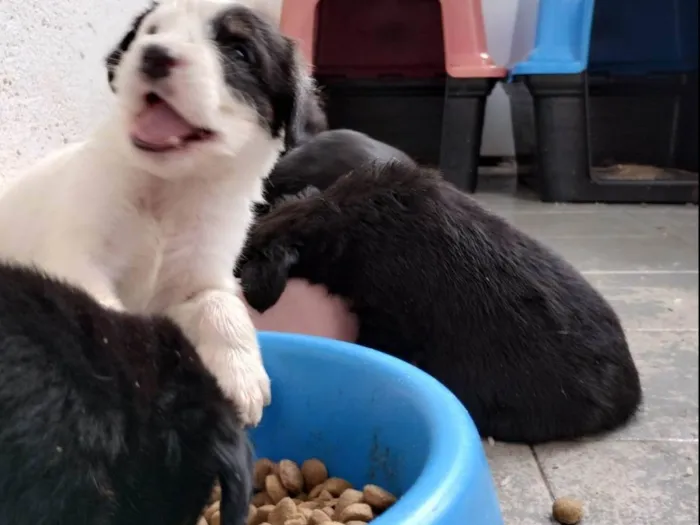 Cachorro ra a SRD-ViraLata idade Abaixo de 2 meses nome Abandonados