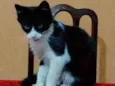 Frajolinha