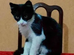 Gato raça SRD-ViraLata idade 2 a 6 meses nome Frajolinha
