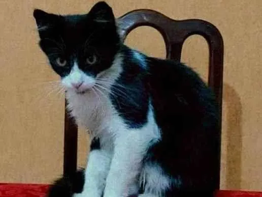 Gato ra a SRD-ViraLata idade 2 a 6 meses nome Frajolinha