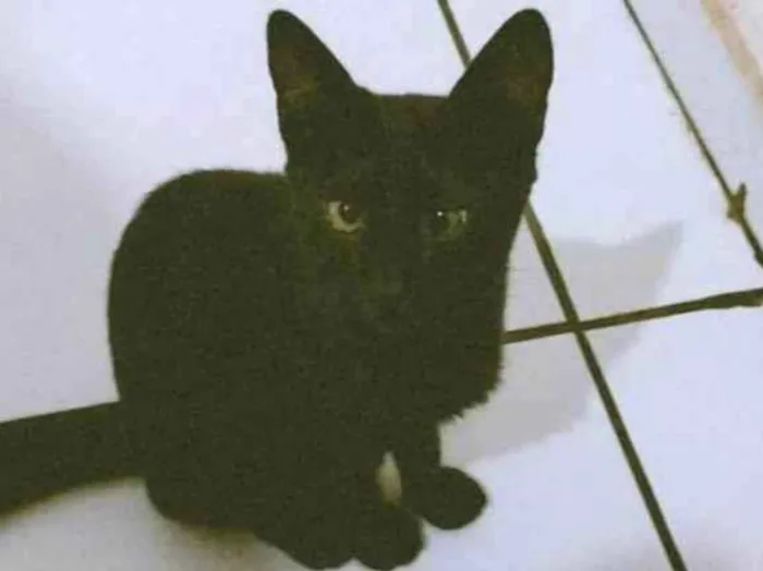 Gato ra a SRD-ViraLata idade 2 a 6 meses nome Sambi