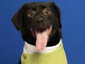 Cachorro raça SRD-ViraLata idade 2 anos nome Dudu