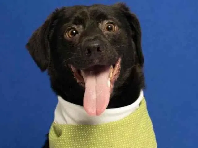 Cachorro raça SRD-ViraLata idade 2 anos nome Dudu