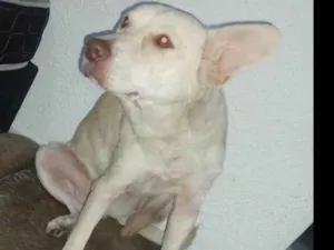 Cachorro raça Sem raça definida  idade 3 anos nome Thor