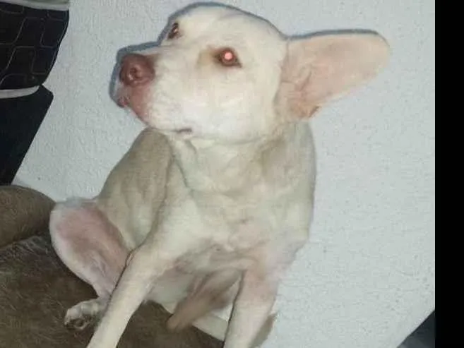 Cachorro ra a Sem raça definida  idade 3 anos nome Thor