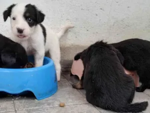 Cachorro raça SRD-ViraLata idade Abaixo de 2 meses nome Abandonados