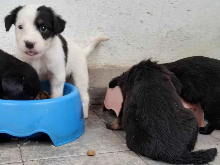 Cachorro ra a SRD-ViraLata idade Abaixo de 2 meses nome Abandonados